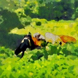 Cummington Cows